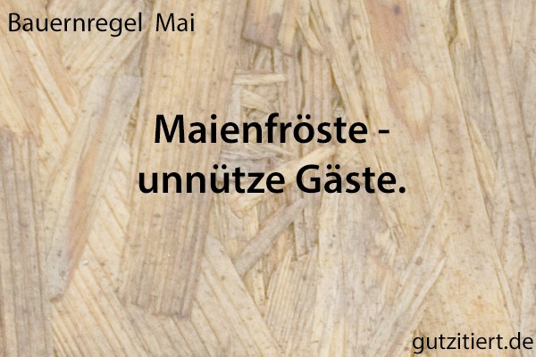 Bauernregel Maienfröste - unnütze Gäste.