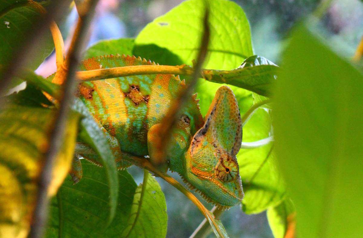 Tarnen und Täuschen