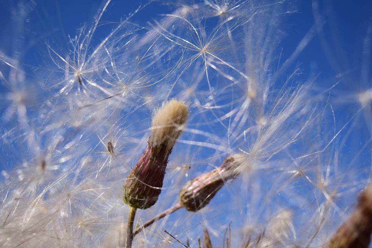 Allergische Reaktionen