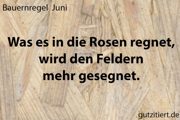 Bauernregel Was es in die Rosen regnet, wird den Feldern mehr gesegnet.